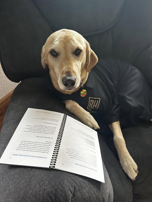 Hawk, a yellow Labrador, resting quietly during a working session.